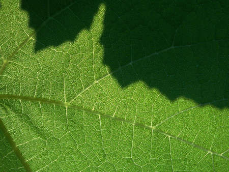 Macro shot of vine leaf highlighted by the bright sun from the back. You can see shadow of other...