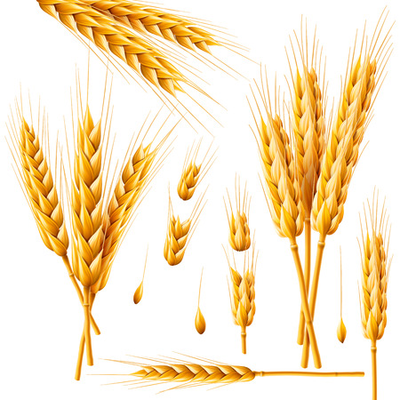 Realistic bunch of wheat, oats or barley isolated on white background. Vector set of wheat ears. Grains of cereals. Harvest, agriculture or bakery theme. Natural ingredient element. 3d illustration.のイラスト素材