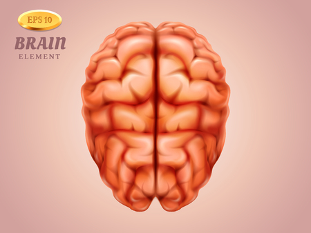 Top view on brain. Human mind organ with for thinking and knowledge, intellect and memory, intelligence system. Brainstorm and mental concept. Anatomy and medicine, neurology and psychology, biologyのイラスト素材
