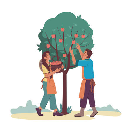 Gardeners man and woman gathering harvest from apple-tree isolated cartoon characters. Vector farmers in aprons collect fruits into basket. Agriculture and farming, family couple collecting applesのイラスト素材