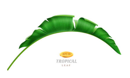 Exotic flora and tropical vegetation, isolated bending leaf of palm or banana plant. Hawaiian paradise, rainforest or jungle, greenery and decoration in spring summertime. Realistic 3d cartoon vectorのイラスト素材