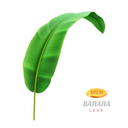 Exotic foliage of banana plant, isolated tropical leaf, greenery and floral decoration. Bending foliage and botany, vegetation of rainforest or jungle. Wild beauty realistic 3d cartoon vectorのイラスト素材
