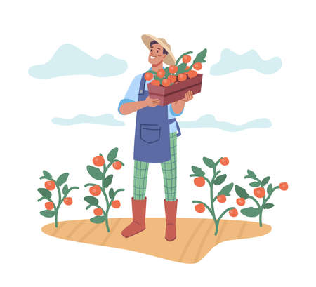 Man harvesting fresh ripe tomatoes, farmer with basket of natural organic product. Farming and agriculture, male personage working on soil with plants. Cartoon character in flat style vectorのイラスト素材