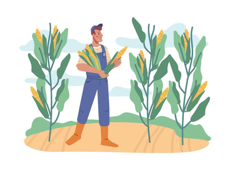 Farmer working on field collecting sweet corn from plants. Agriculture and farming, tenting and growing plants for crops. Cornfield with ripe products. Cartoon character in flat style vectorのイラスト素材