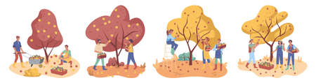 People gather apples crop in boxes, farmers collect ripe fruits from trees, flat cartoon characters. Vector autumn harvest and workers, ladder and trolley cart, man woman plucking and picking appleのイラスト素材