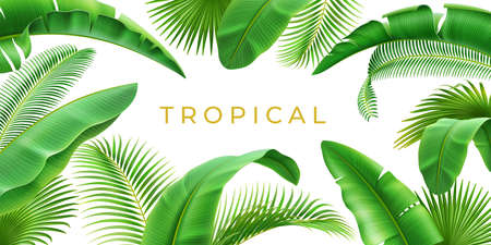 Tropical leaves frame background, 3D realistic border design element. Vector banner with spare place for text, floral jungle foliage of exotic green palm trees, Hawaii or Brazil branchesのイラスト素材