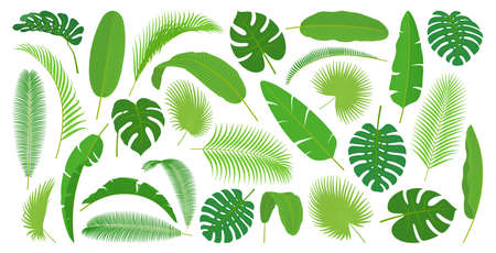 Monstera and palm tree leaves, exotic foliage of caribbean or hawaiian beach, summer spring rainforest decoration. Flora design element, green rainforest leaf, indonesia bush, holiday vacation plantのイラスト素材