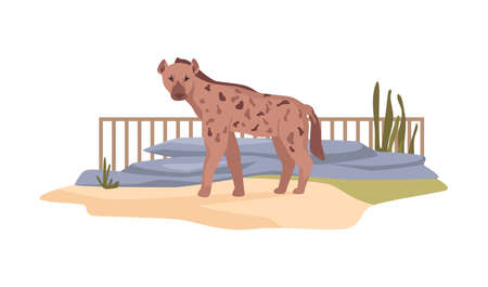 Hyena in African nature reserve for feliform carnivoran mammals. Zoo bio park or bioreserve. Wilderness and exotic nature of Africa. Menagerie or zoological garden. Flat cartoon, vector illustrationのイラスト素材