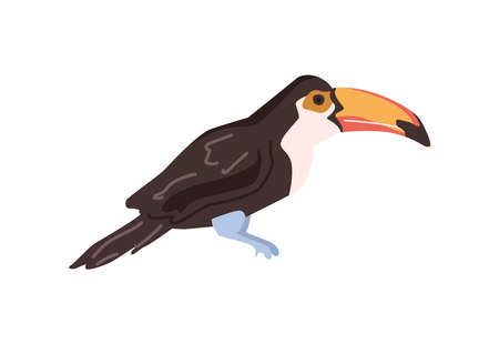 Toucan wildlife and nature of Africa, isolated bird with massive beak and black plumage. Avian animals living in wilderness. Flat cartoon, vector illustrationのイラスト素材
