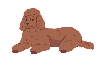 Poodle dog with curly and hairy coat, isolated dog character portrait. Lying puppy, relaxing and resting personage. Canine animal. Vector in flat styleのイラスト素材