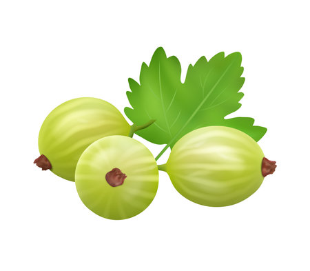 Ripe gooseberry with leaf, summer berry fruit food isolated on a white background. Vector illustration of green gooseberries healthy eating, organic dessert, fresh fruits for juice, cocktail labelのイラスト素材