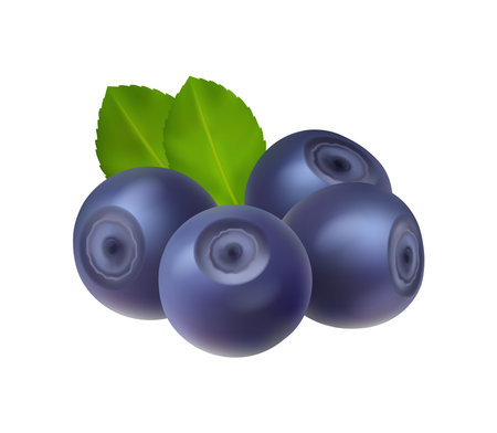 Blueberry, swamp huckleberry, ripe berries realistic superfood isolated icon. Vector blue berries fruits, food from farm garden and wild forest. Dietary superfruit, healthy organic food supplementのイラスト素材