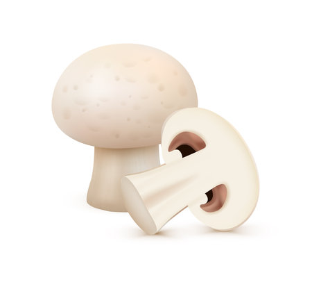 Organic natural ingredient for cooking. Vector isolated realistic icon of white champignon mushroom whole and cut in half. Dietary balance and nutrition, preparing meal from vegetables, side viewのイラスト素材