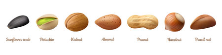 Kernels collection, isolated nutlets with shell. Vector realistic hazelnut and peanut, cashew and sunflower seeds, almond and pistachio, brazil nut and walnut. Set of nutritious snacksのイラスト素材