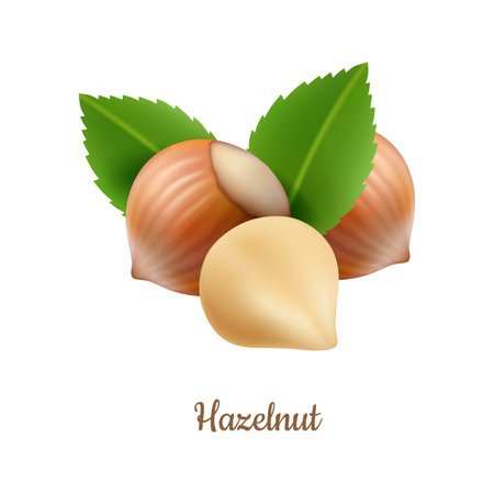 Tasty and healthy nutlets with leaves, aromatic hazelnuts with shell and shelled. Vector realistic natural organic product for nutritious snacks and desserts. Fats, fiber and vitamins source goodsのイラスト素材