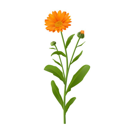 Calendula or african daisy blossom. Vector realistic blooming flower, realistic plant with twigs and leaves, foliage and branches. Florist design and natural vibrant inflorescence bouquetのイラスト素材