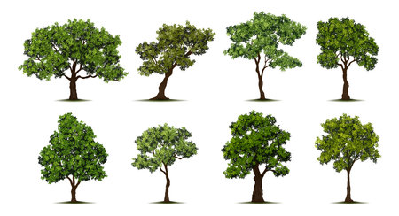 Trees with lush foliage and stems, shade and branches. Vector realistic isolated icon, garden or ecological environment design, natural scenery with plants and vegetation for outdoors yardsのイラスト素材