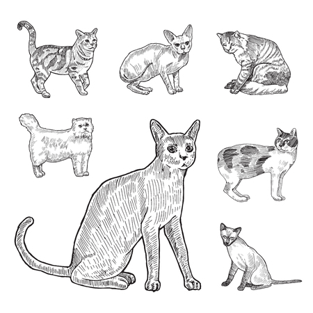 Engraving style hatch vector lineart illustration breeds of catsのイラスト素材
