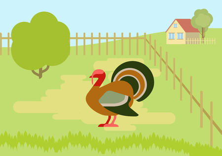 Turkey on the farm courtyard flat design cartoon vector wild animals birds. Flat zoo nature children collection.のイラスト素材