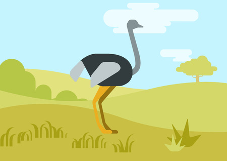 Ostrich flat design cartoon vector wild animals birds. Flat zoo nature children collection.のイラスト素材