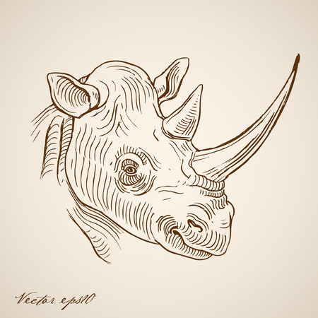 Engraving vintage hand drawn rhinoceros doodle collage.のイラスト素材