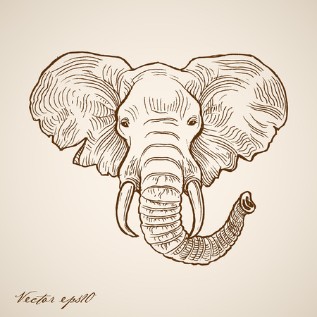 Engraving vintage hand drawn elephant doodle collage.のイラスト素材