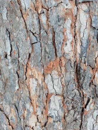 Tamarind tree bark background