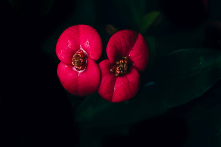 Euphorbia milii, the crown of thorns, Christ plant,