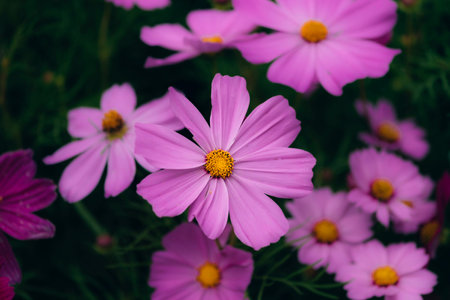 Purple cosmos flowers blooming backgroundの写真素材