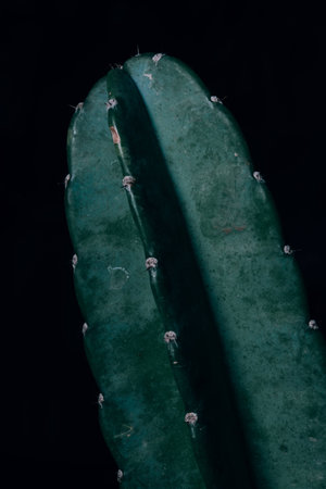 Dark Cactus plant on black backgroundの写真素材