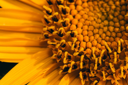 Bright Sunflower close-upの写真素材