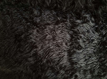 Black animal wool texture background. Close-up texture of plush fluffy fur rug for product backdrop,...