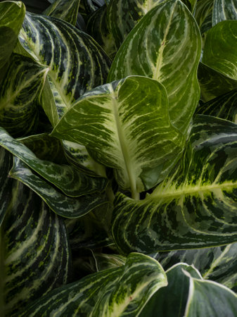 Green leaves pattern background abstract green leaves texture nature background natural plant...