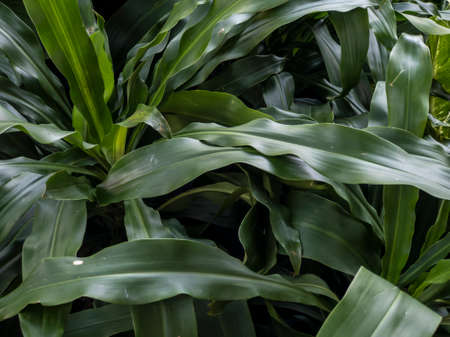 Green leaves pattern background abstract green leaves texture nature background natural plant...