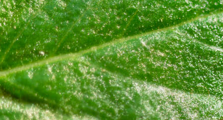 leaves plants using as spring background cover close-up macro