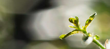 Nature of green leaf in garden leaves plants using as spring background coverの写真素材