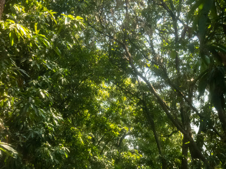 Nature green tree dreamy backgound greenery environment wallpaper concept