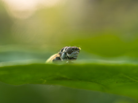 A Fly sun bathing on leaf greenery backgroundの写真素材