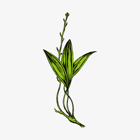 Illustration of floral design element in green color, the branches of the plants on paper for your books or cardsのイラスト素材