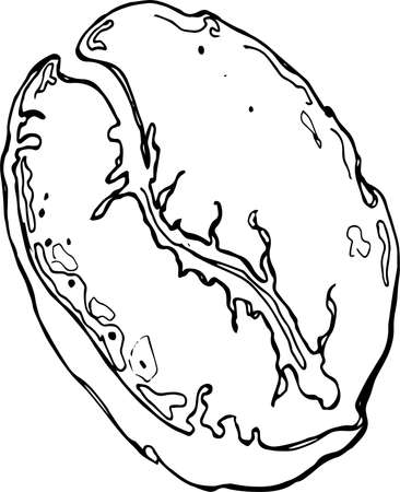 sketch coffee bean. vector illustration in doodle style.のイラスト素材