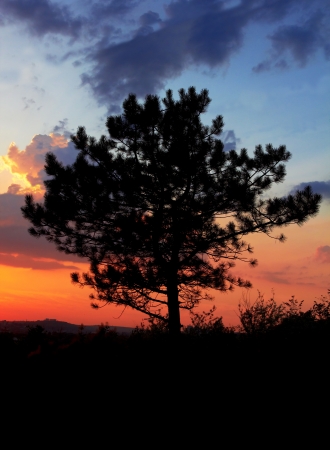 Sunset With Black tree silhouette の写真素材