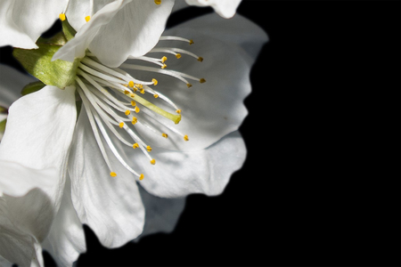 cherry blossomの写真素材