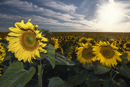 sunflowersの写真素材