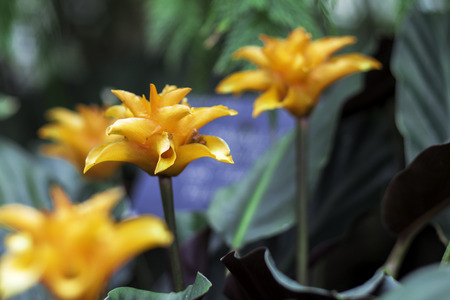 flowersの写真素材