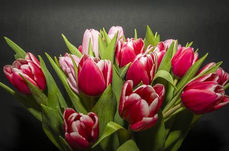 Tulipsの写真素材