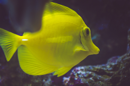 yellow fishの写真素材