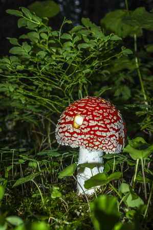 toadstoolの写真素材