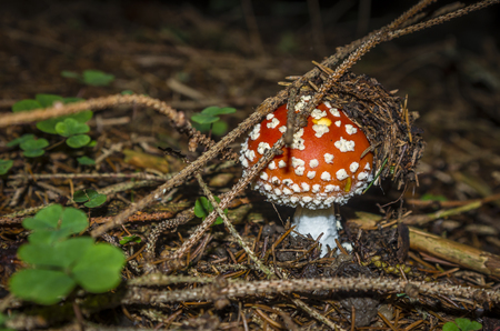 toadstoolの写真素材