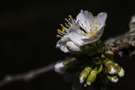 cherry blossomの写真素材