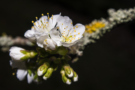 cherry blossomの写真素材
